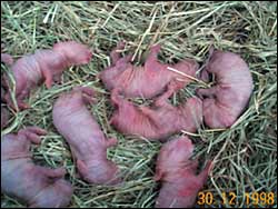 Lola's eight babies