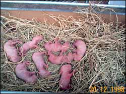 Lola's babies