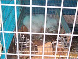 Rabbit Nest